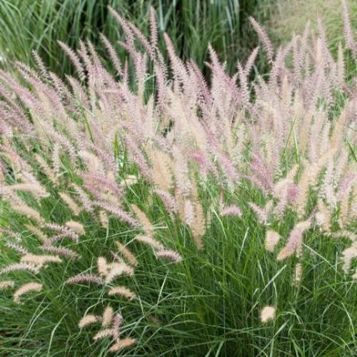 Little Bunny Fountain Ornamental Grasses (Pennisetum Alopecuroides Little Bunny)