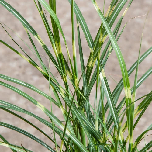 Little Zebra Maiden Ornamental Grasses (Miscanthus Sinensis Little Zebra)