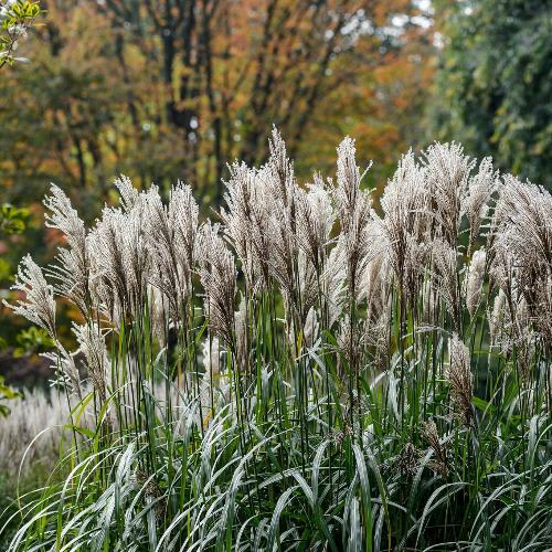 Malepartus Maiden Ornamental Grasses (Miscanthus Sinensis Malepartus)