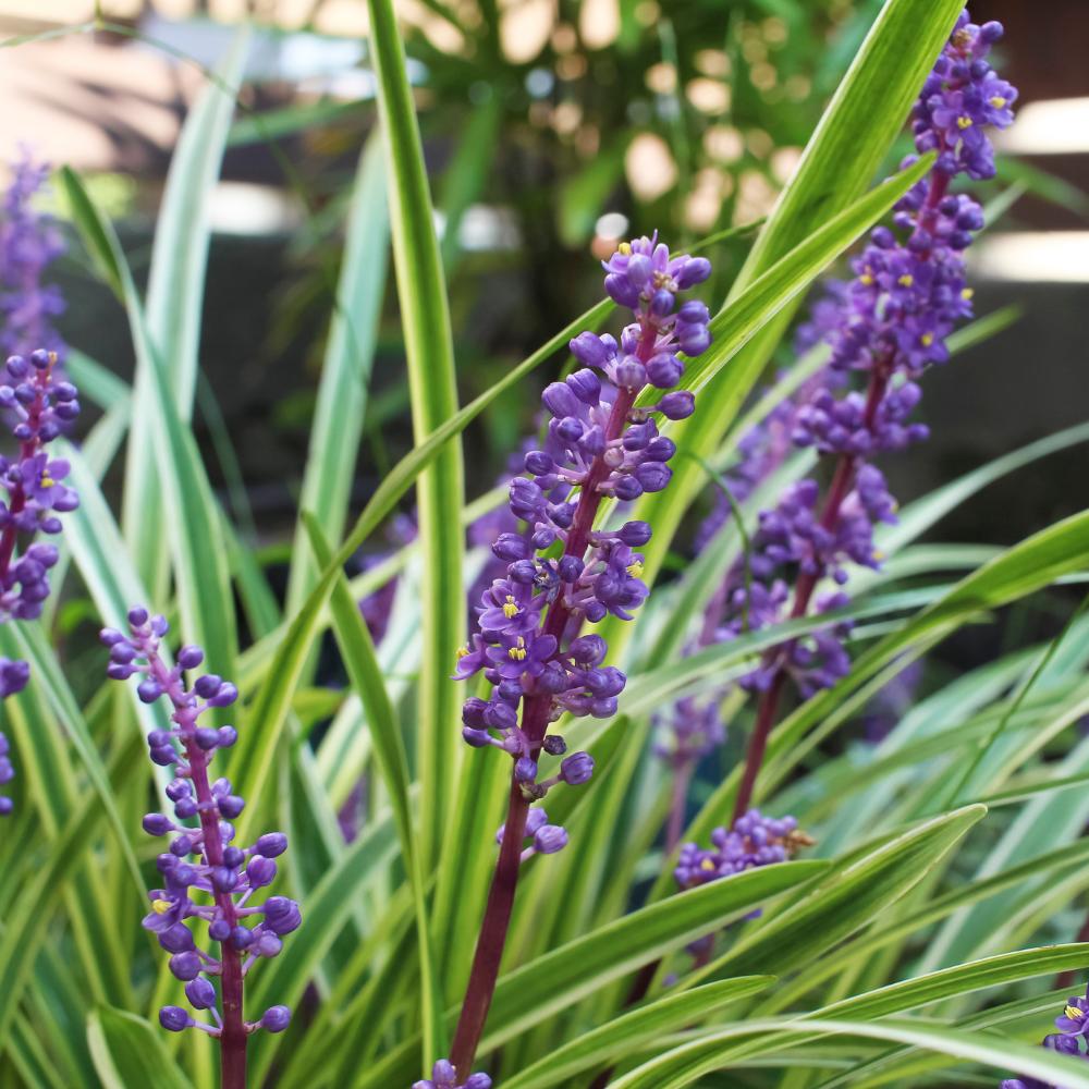 Moneymaker Lilyturf Ornamental Grasses Liriope Muscari Moneymaker moneymaker-lilyturf-ornamental-grasses-liriope-muscari-moneymaker