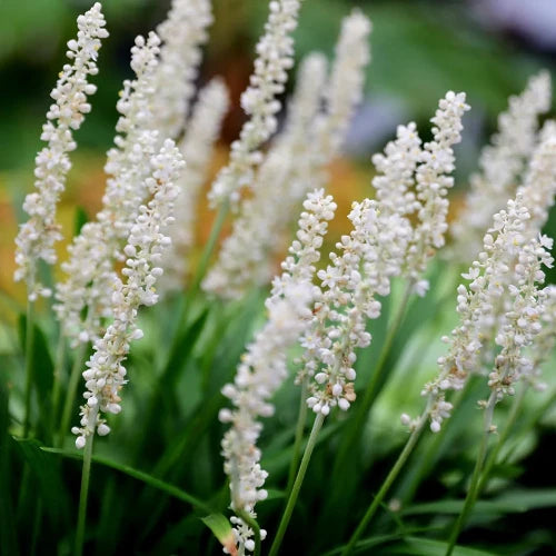 Monroe White Lilyturf Ornamental Grasses (Liriope Muscari Monroe White)
