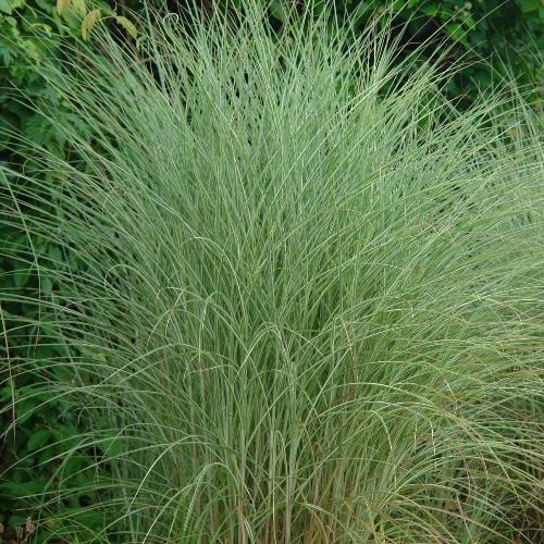 Morning Light Maiden Ornamental Grasses (Miscanthus Sinensis Morning Light)