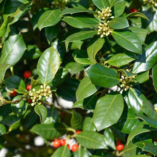 Nellie Stevens Holly Ornamental Tree (Ilex Aquifolium 'Nellie Stevens')