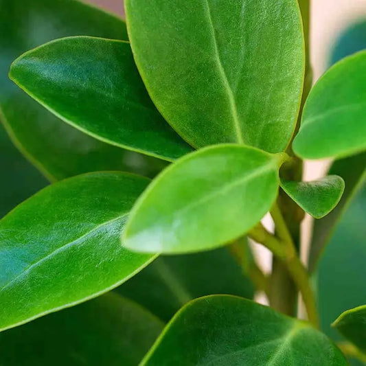 New Zealand Privet Hedge (Griselinia littoralis)