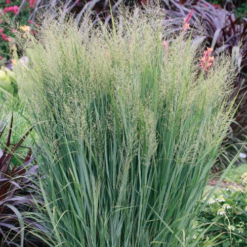 Northwind Switchgrass Ornamental Grasses (Panicum Virgatum Northwind)