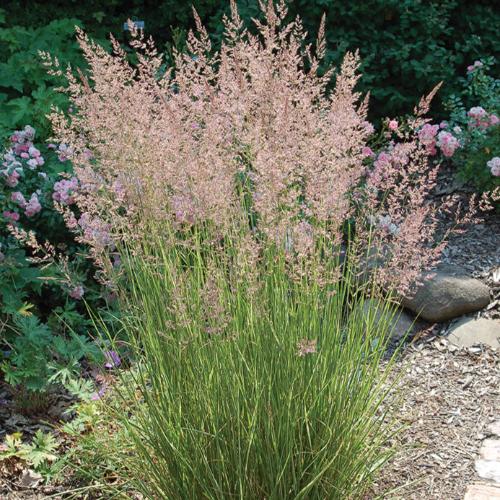 Overdam Feather Reed Ornamental Grasses (Calamagrostis Acutiflora Overdam)