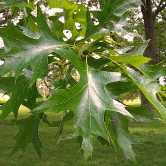 Pin Oak Green Dwarf Ornamental Tree (Quercus Palustris 'Green Dwarf')