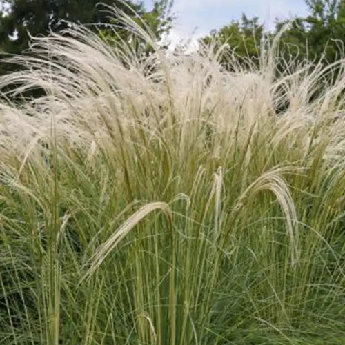 Pony Tails Ornamental Grasses (Stipa Tenuissima Pony Tails)