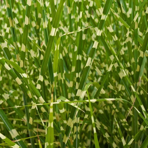 Porcupine Ornamental Grasses (Miscanthus Sinensis Strictus)