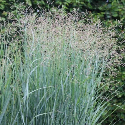 Prairie Sky Switchgrass Ornamental Grasses (Panicum Virgatum Prairie Sky)