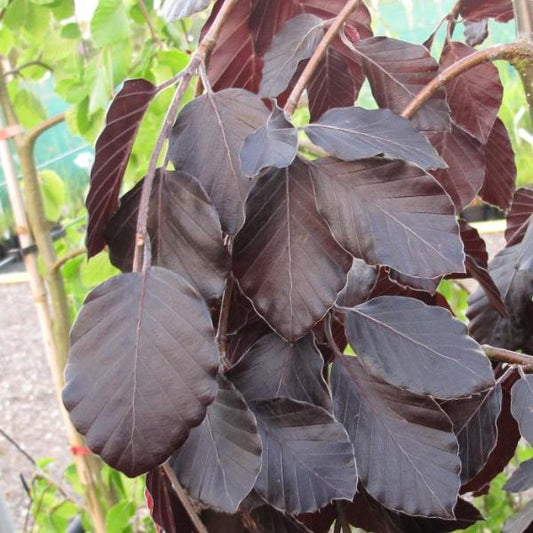 Purple Fountain Beech Ornamental Tree (Fagus Sylvatica 'Purple Fountain')