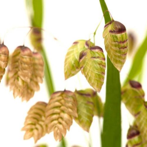 Quaking Ornamental Grasses (Briza Media)
