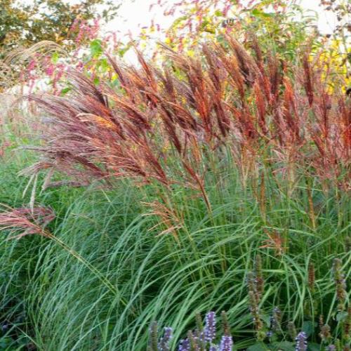 Red Chief Maiden Ornamental Grasses (Miscanthus Sinensis Red Chief)