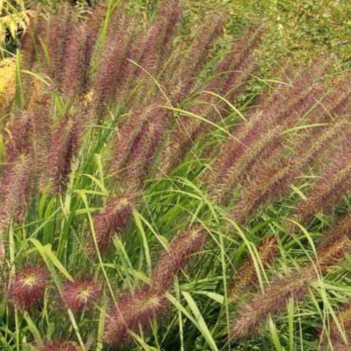 Red Head Maiden Ornamental Grasses (Miscanthus Sinensis Red Head)