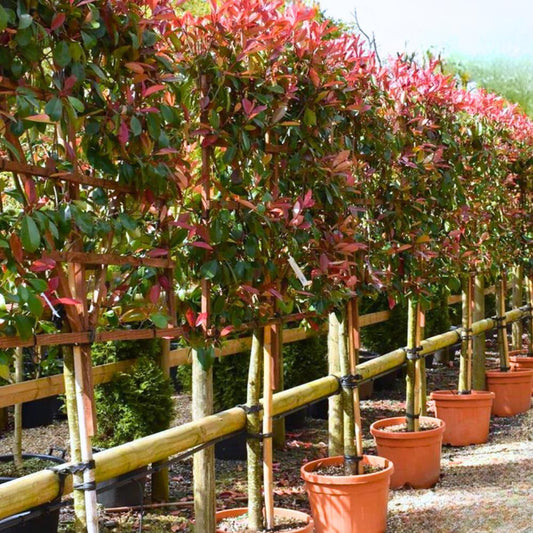 Red Robin Pleached Tree (Photinia 'Red Robin')