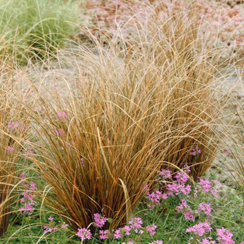Red Rooster Leatherleaf Sedge Ornamental Grasses (Carex Buchananii Red Rooster)