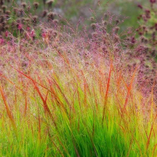 Rehbraun Switchgrass Ornamental Grasses (Panicum Virgatum Rehbraun)