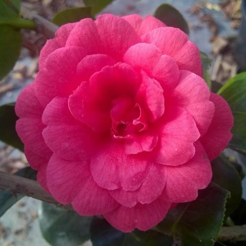Rosedales Beauty Camellia Italian Plants (Camellia Japonica Rosedales Beauty)
