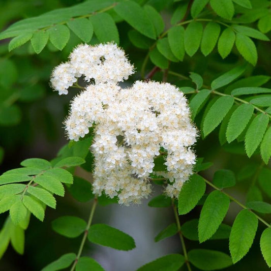 Rowan Ornamental Tree (Sorbus Aucuparia 'Rowan')