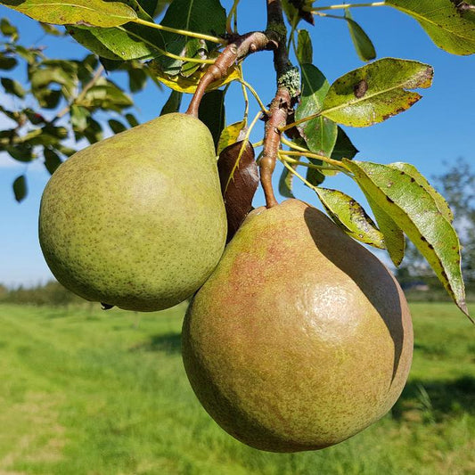 Saint Remy Pear Fruit Tree (Pyrus Communis 'Saint Remy')