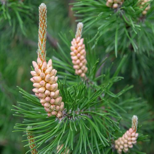 Scots Pine Ornamental Tree (Pinus Sylvestris)