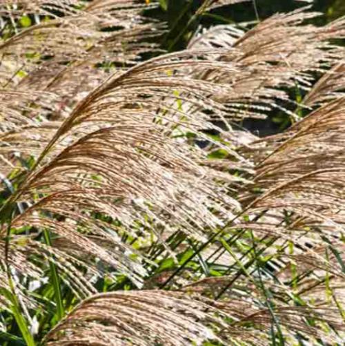 Silberfeder Maiden Ornamental Grasses (Miscanthus Sinensis Silberfeder)