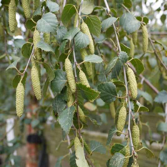 Silver Birch Ornamental Tree (Betula Pendula 'Silver Birch')