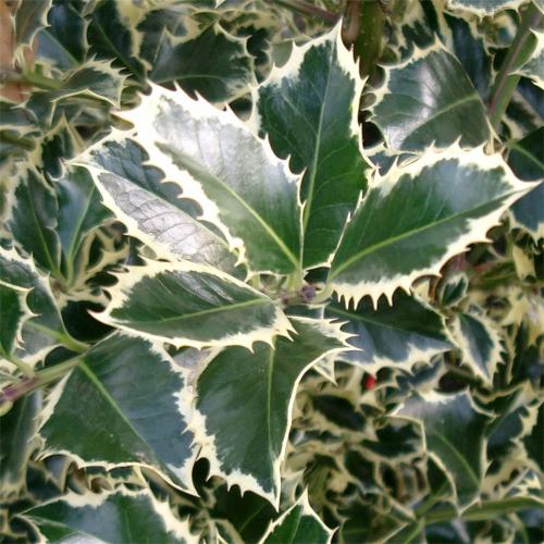 Silver Margined Holly Italian Plants (Ilex Aquifolium Argentea Marginata)