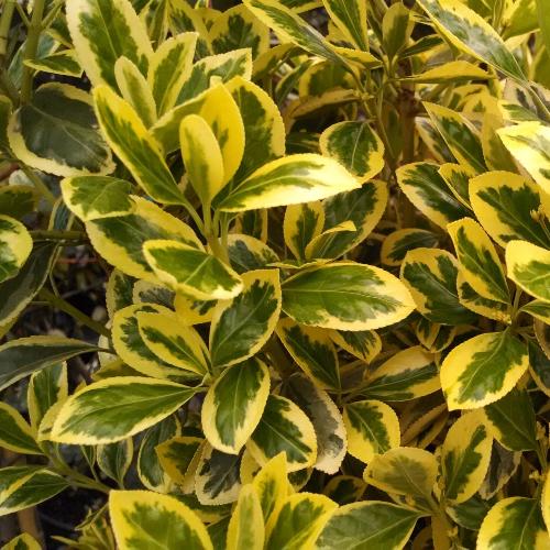 Spindle Bravo Italian Plants (Euonymus Japonicus Bravo)