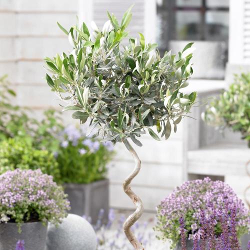 Spiral Olive Trees (Olea Europaea Spiral)