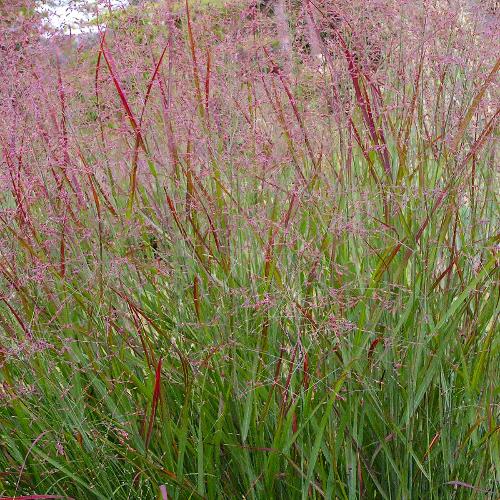 Squaw Switchgrass Ornamental Grasses (Panicum Virgatum Squaw)