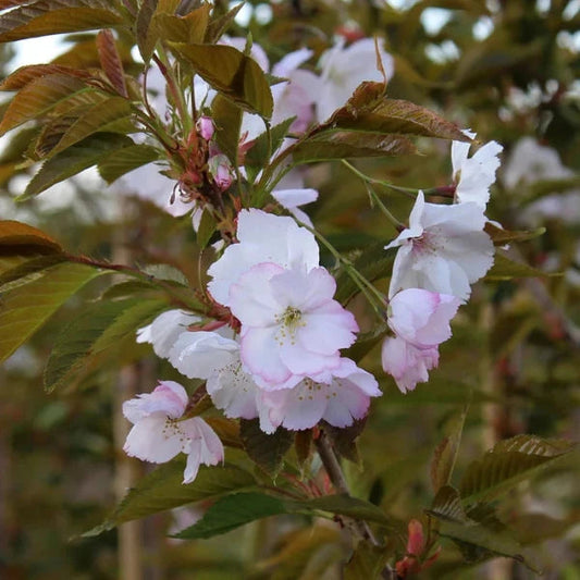 Sunset Boulevard Cherry Ornamental Tree (Prunus 'Sunset Boulevard')