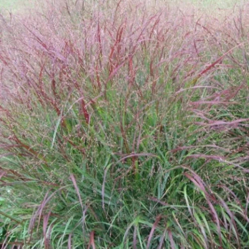 Switchgrass Ornamental Grasses (Panicum Virgatum)