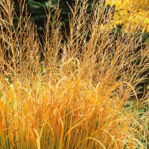 Tall Moor Ornamental Grasses (Molinia Arundinacea)
