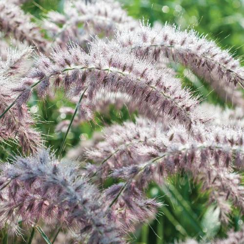 Tall Tails Maiden Ornamental Grasses (Miscanthus Orientalis Tall Tails)
