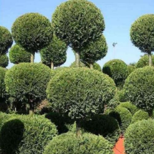 Three Ball Castlewellan Gold Cypress Italian Plants (Cupressus Lawsoniana Castlewellan Gold Three Balls)