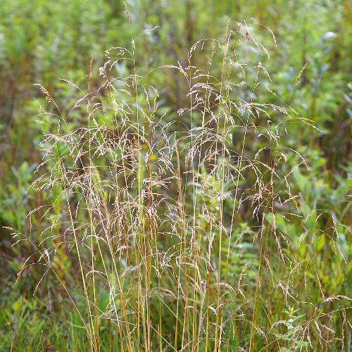 Tufted Hair Ornamental Grasses (Deschampsia Cespitosa)