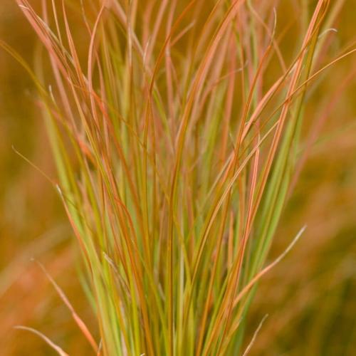 Tussock Sedge Ornamental Grasses (Carex Testacea)