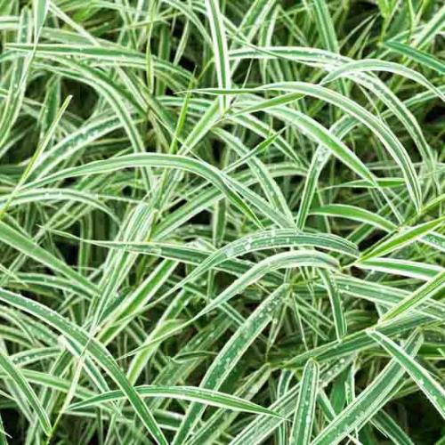 Variegated Japanese Sedge Ornamental Grasses (Carex Morrowii Variegata)