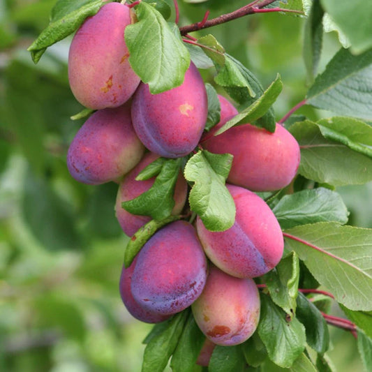 Victoria Plum Fruit Tree (Prunus Domestica 'Victoria')