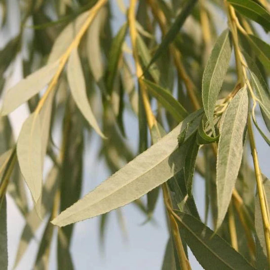 Weeping Willow Ornamental Tree (Salix Babylonica 'Weeping Willow')