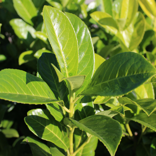 Cherry Laurel Hedge (Prunus laurocerasus 'Rotundifolia')