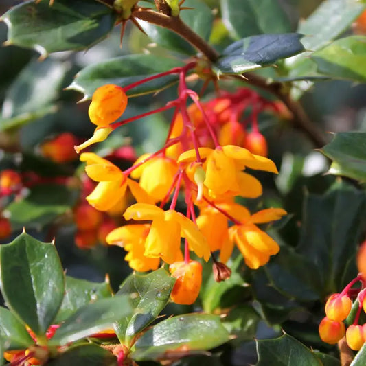 Darwins Barberry Hedge (Berberis Darwinii)