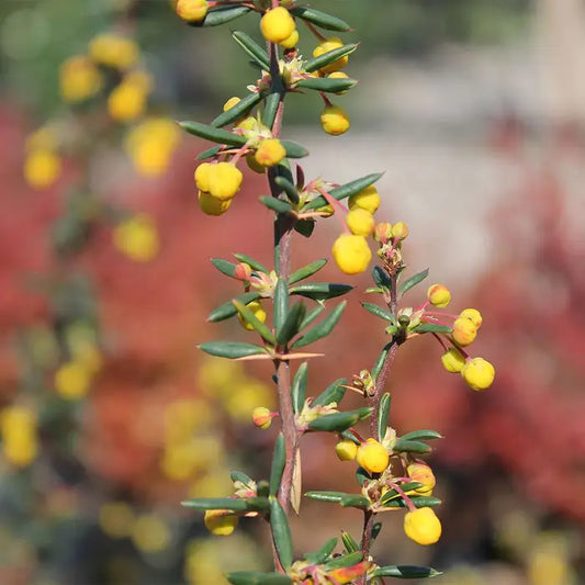 Berberis Evergreen Hedge (Berberis x stenophylla)