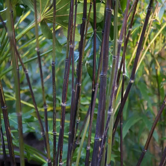 Black Bamboo Hedge (Phyllostachys nigra)
