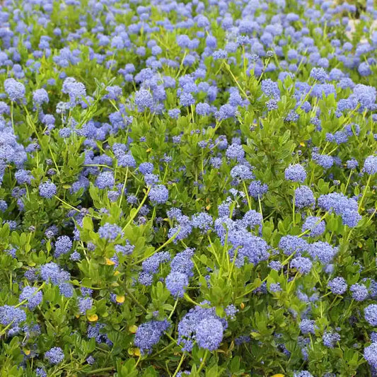 Californian Lilac Hedge (Ceanothus)