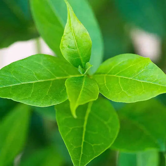 Green Privet (Common Privet) Hedge (Ligustrum ovalifolium)
