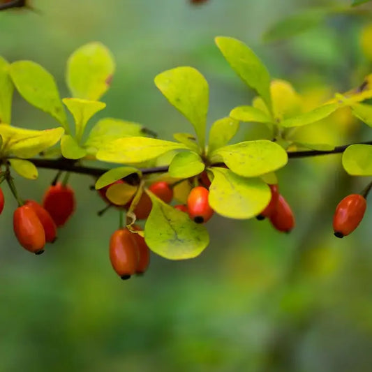 Compact Japanese Barberry Hedge (Berberis Thunbergii 'Japenese')