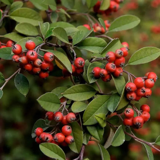 Franchet's Cotoneaster Hedge (Cotoneaster Franchettii)