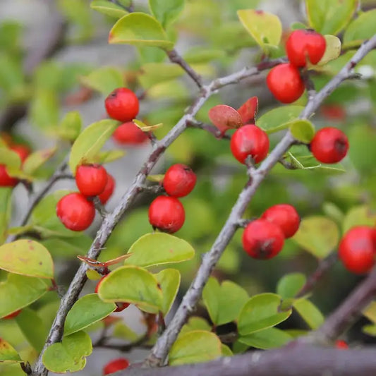 Wall hugging Cotoneaster Hedge (Cotoneaster Horizontallis)